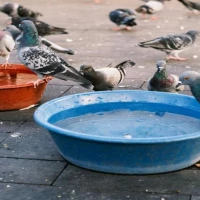 Pigeon Guano Cleaning 2